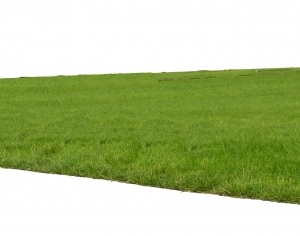 ModernGrass