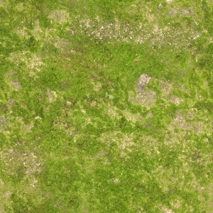 ModernGrass