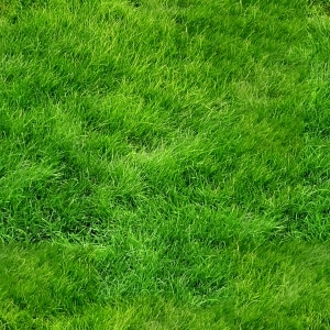 ModernGrass