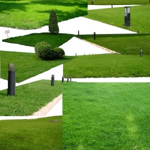 ModernGrass