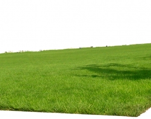 ModernGrass