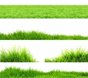 ModernGrass