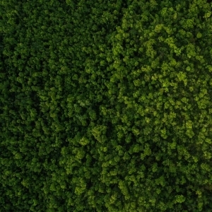 ModernGrass