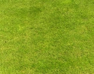 ModernGrass