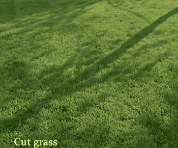 Modern Flowers And Grass-ID:600315091