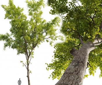 Modern Tree-ID:548930292