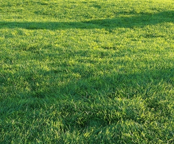 Modern The Grass-ID:110250951