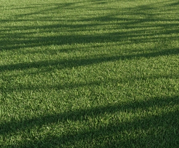 Modern The Grass-ID:749463087