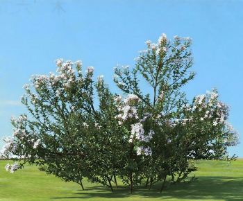 Modern Shrubbery-ID:919095999