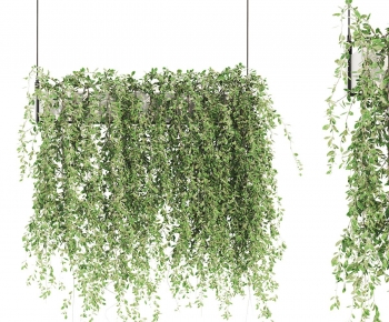 Modern Vine-ID:807017092