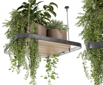 Modern Chlorophytum Comosum-ID:457847125