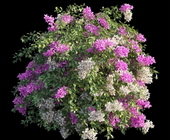 Modern Shrubbery-ID:512819324