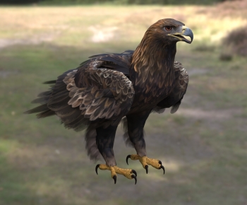 Modern Flying Animals-ID:542500976