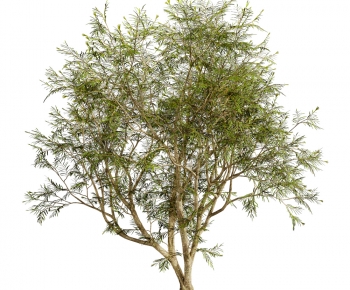 Modern Tree-ID:399503959