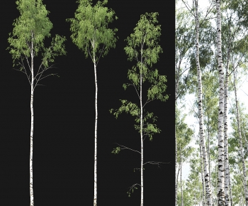 Modern Tree-ID:579552896