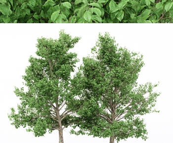 Modern Tree-ID:344390942