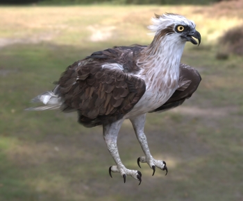 Modern Flying Animals-ID:738921219