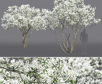 Modern Tree-ID:302763946