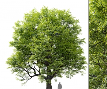 Modern Tree-ID:119587906