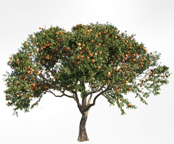 Modern Tree-ID:613739979