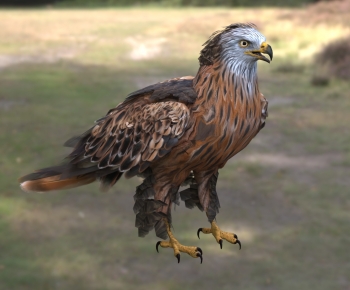 Modern Flying Animals-ID:988908055