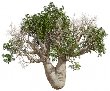 Modern Tree-ID:372272017