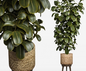 Modern Potted Green Plant-ID:496211117