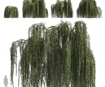 Modern Chlorophytum Comosum-ID:276808021