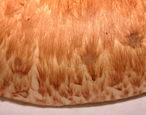 ModernFood