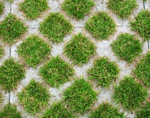 ModernGrass