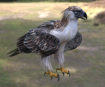 Modern Flying Animals-ID:866971977