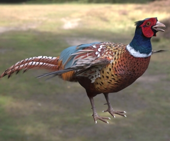 Modern Flying Animals-ID:532500744