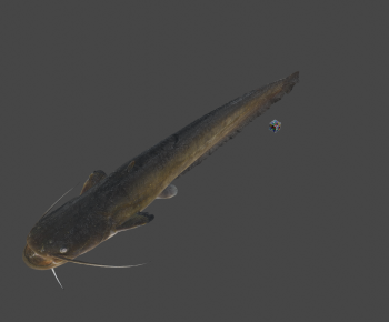 Modern Animal-ID:431864029