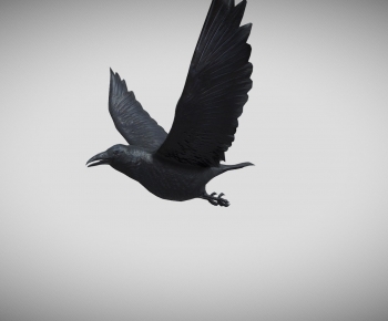 Modern Flying Animals-ID:227589612