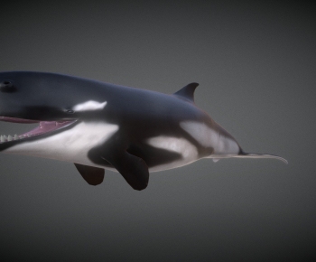 Modern Aquatic Animals-ID:432924997