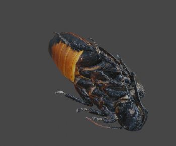 Modern Animal-ID:150821929