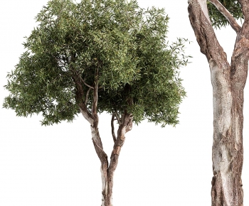 Modern Tree-ID:140017991