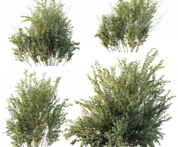 Modern Shrubbery-ID:101569894