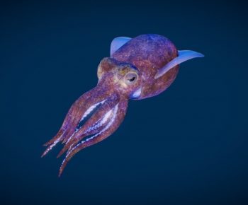 Modern Aquatic Animals-ID:729841958