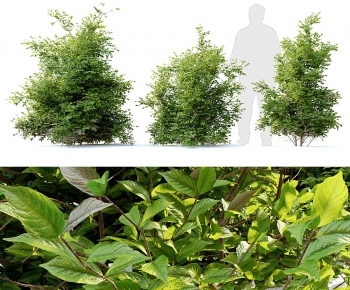 Modern Shrubbery-ID:205960996