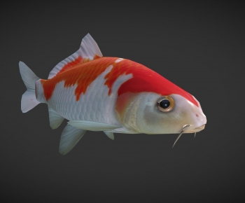 Modern Aquatic Animals-ID:330190784