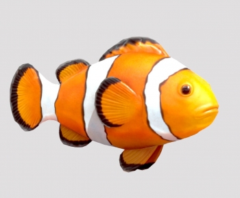 Modern Aquatic Animals-ID:719448097