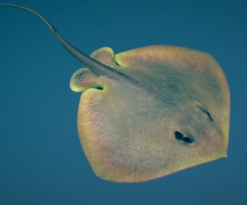 Modern Aquatic Animals-ID:965651043