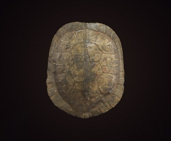 Modern Aquatic Animals-ID:941649912