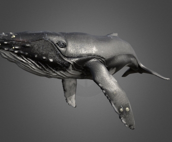 Modern Animal-ID:595090473