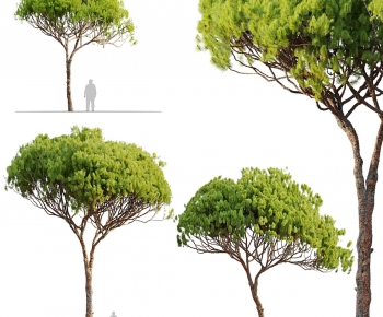 Modern Tree-ID:817785025