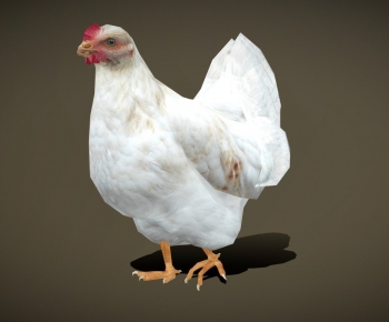 Modern Poultry Animal-ID:472372065