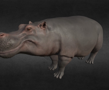 Modern Animal-ID:462363008