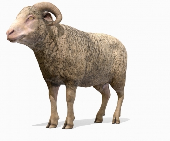 Modern Animal-ID:100319431
