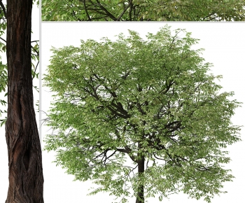 Modern Tree-ID:388483057